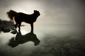 狗狗高清摄影素材