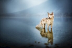 狗狗高清摄影素材