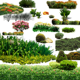 草丛 花丛效果图