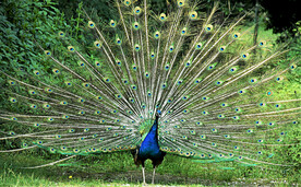 美丽孔雀