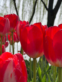 红郁金香