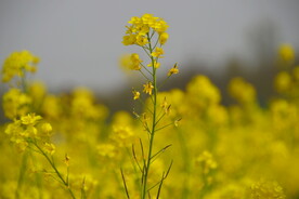 春天一片朵金黄油菜花