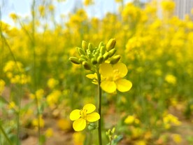 春天一片朵金黄油菜花