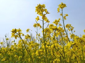 春天一片朵金黄油菜花