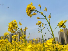 春天一片朵金黄油菜花