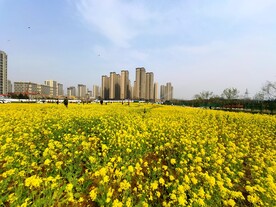 春天一片朵金黄油菜花