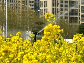 春天一片朵金黄油菜花