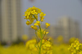 春天一片朵金黄油菜花