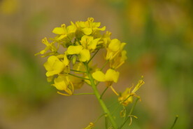 春天一片朵金黄油菜花