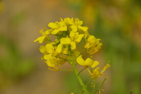 春天一朵金黄油菜花