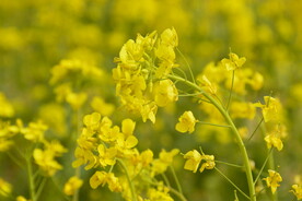 春天一片朵金黄油菜花