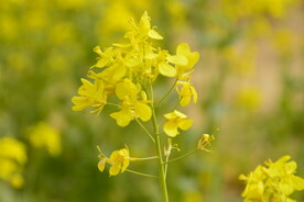 春天一片朵金黄油菜花