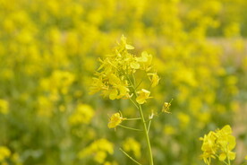 春天一片朵金黄油菜花