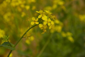 春天一片朵金黄油菜花