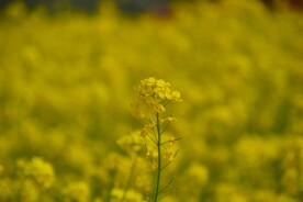 春天一片朵金黄油菜花