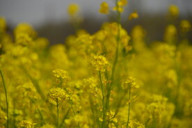 春天一片朵金黄油菜花