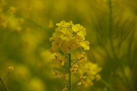 春天一片朵金黄油菜花