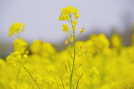 春天一片朵金黄油菜花