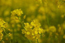 春天一片朵金黄油菜花
