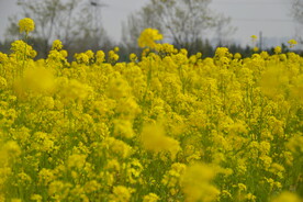 春天一片朵金黄油菜花