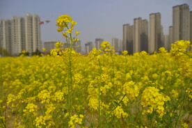 春天一片朵金黄油菜花