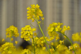 春天一片朵金黄油菜花