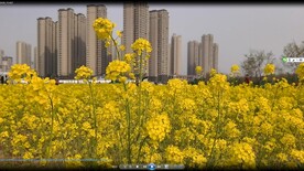 春天一片金黄油菜花视频