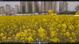 春天一片金黄油菜花视频