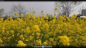 春天一片金黄油菜花视频
