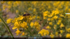 春天一片金黄油菜花小蜜蜂视频