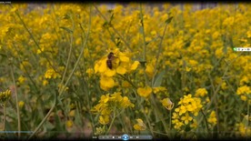 春天一片金黄油菜花视频