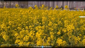 春天一片金黄油菜花视频