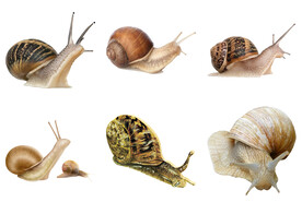 蜗牛