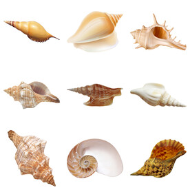 海螺