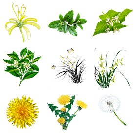 兰花草和蒲公英