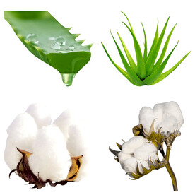 芦荟和棉花