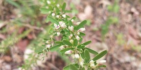 截叶铁扫帚开花图片