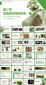 昆虫的生殖和发育