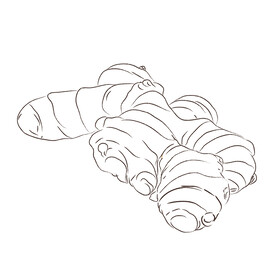 姜 生姜 调味料 姜片 黄姜 