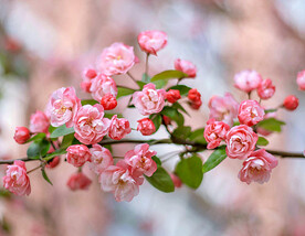 海棠花开