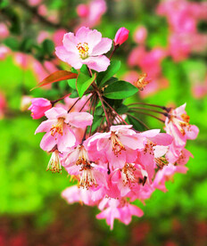 海棠花开