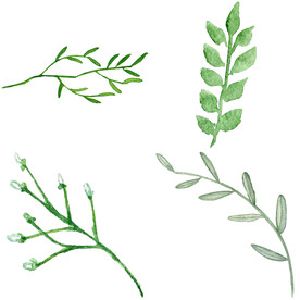 手绘叶子藤蔓  