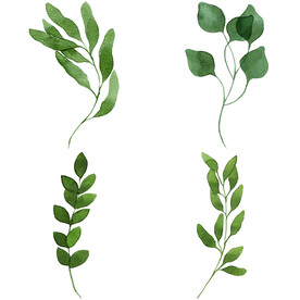 手绘叶子藤蔓  