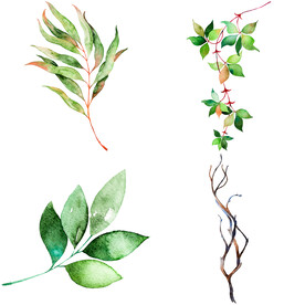 手绘叶子藤蔓  