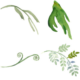 手绘叶子藤蔓  