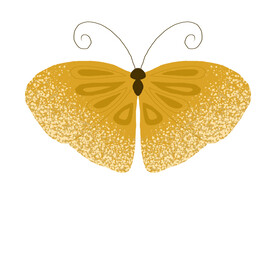 蝴蝶图案  蝴蝶 