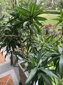 观赏性物百合竹