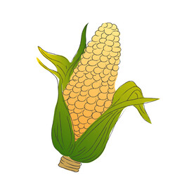  玉米 