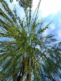 春季公园绿色清新柳叶蓝天