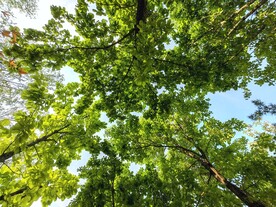 春季公园绿色清新大片树叶